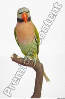 Parrot Psittacula alexandri 0015